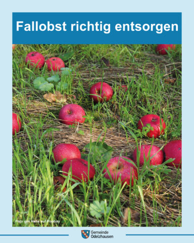 Bild zum Beitrag:Fallobst richtig entsorgen